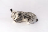 Hansa Lynx Laying