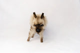 Hansa Striped Hyena