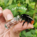Original Bee Revival Kit