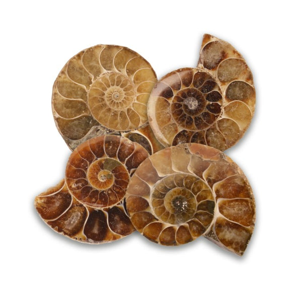 Cut and polished ammonite