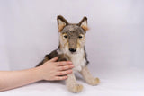 Hansa Grey Wolf Cub Sitting