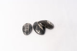 Nautiloid