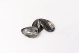 Nautiloid