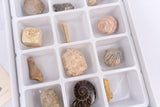 fossil collection