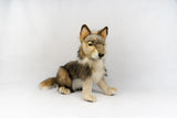 Hansa Grey Wolf Cub Sitting