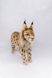 Hansa Eurasian Lynx Standing