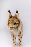 Hansa Eurasian Lynx Standing