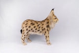 Hansa Eurasian Lynx Standing