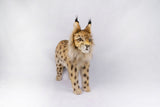 Hansa Eurasian Lynx Standing