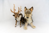 Hansa Grey Wolf Cub Sitting