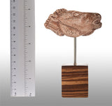 Mas d'Azil Horse Head