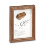 Framed Fossils