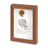 Framed Fossils