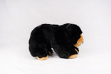 Plan M Black Bear 03341