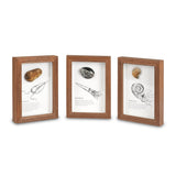 Framed Fossils