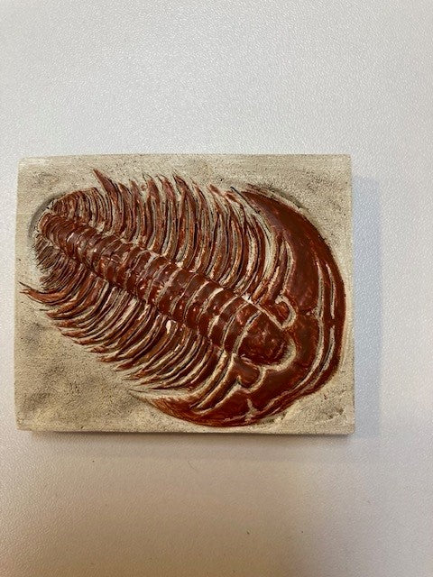 Trilobite Fossil Magnet