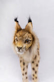 Euresian Lynx Standing Hansa